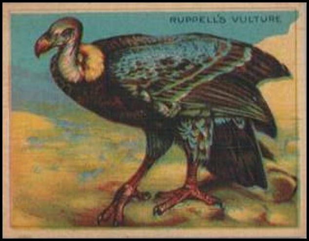 56 Ruppell's Vulture